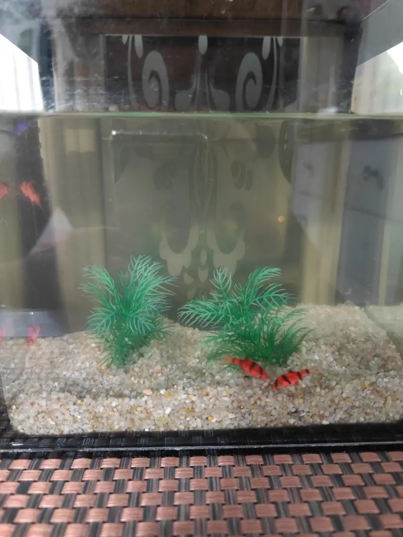 Aquarium and Fish — photo 5