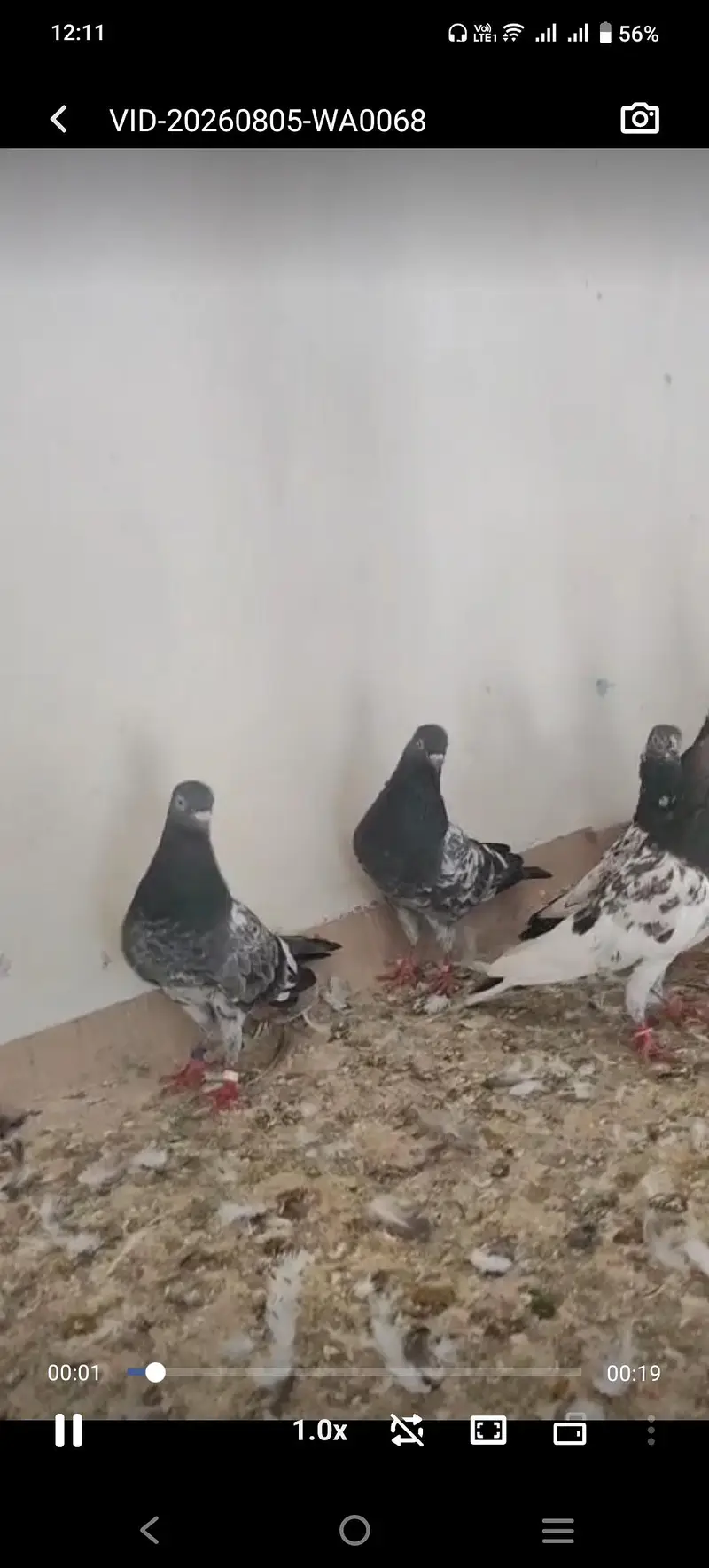 Teddy breeder jury — photo 2
