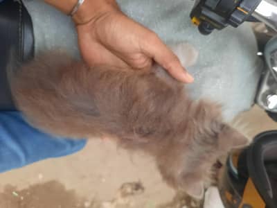 persian kitten cub