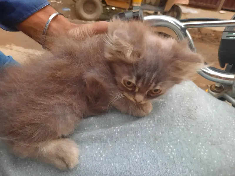 persian kitten cub — photo 2