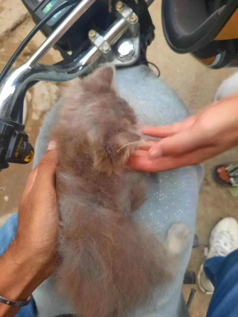 persian kitten cub — photo 3