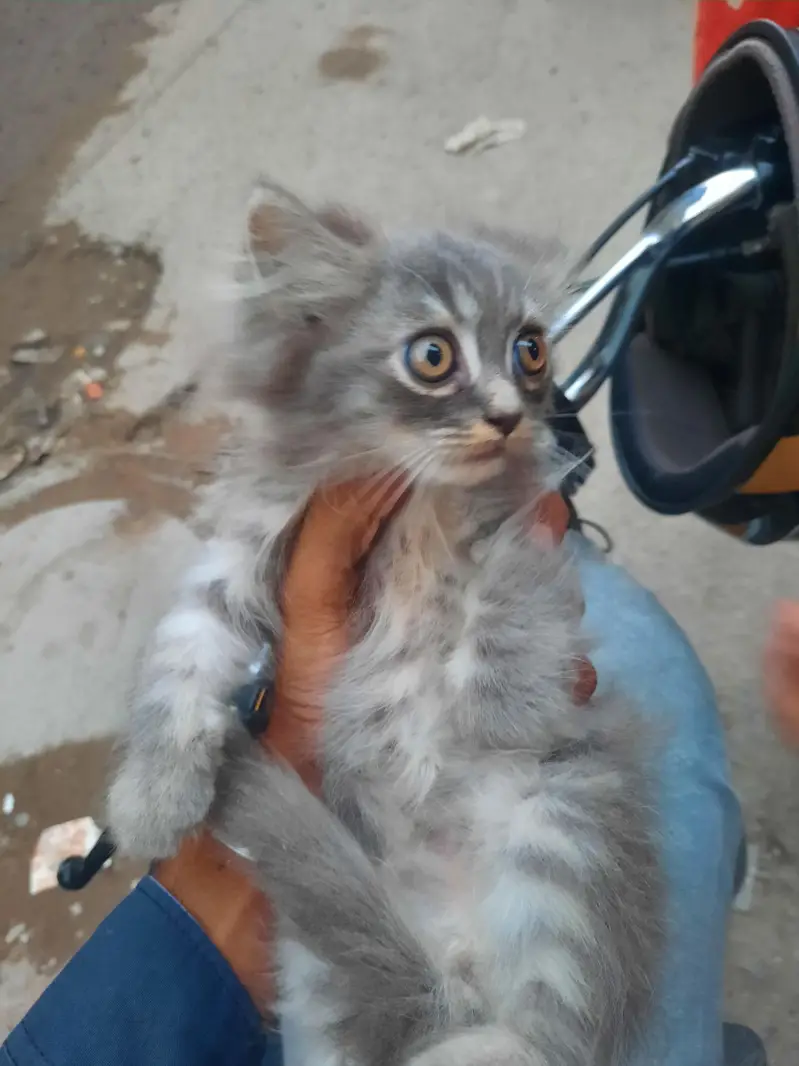 persian kitten cub — photo 4