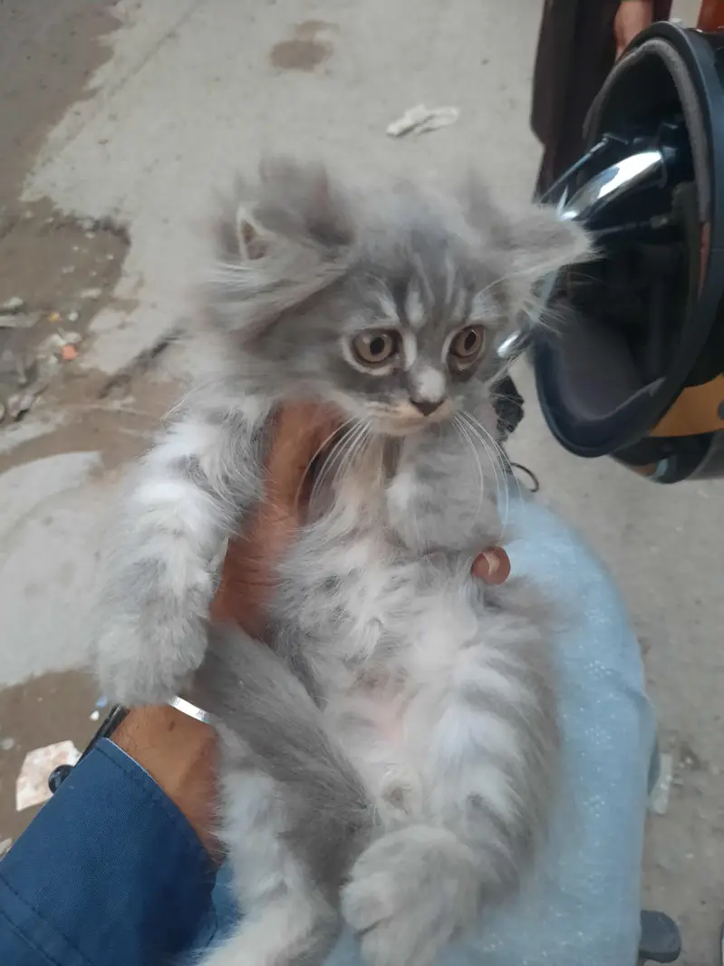 persian kitten cub — photo 5