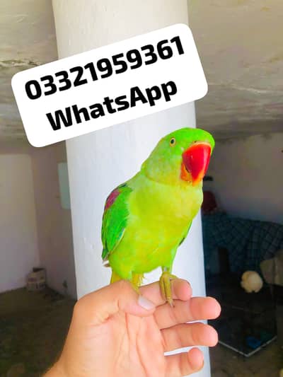 Raw tamed female Available