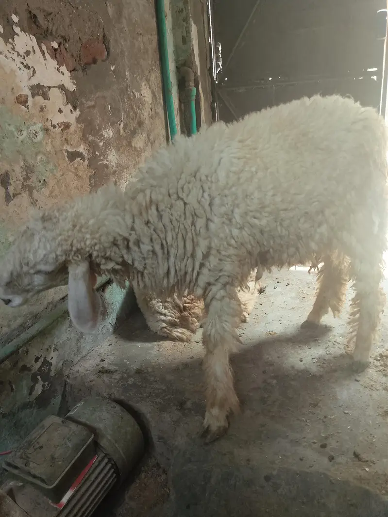bohat pyara chatra ha — photo 6