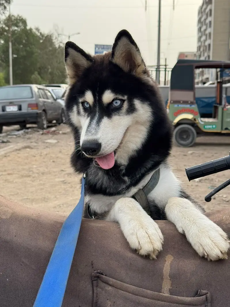 Husky Home Pet — photo 2