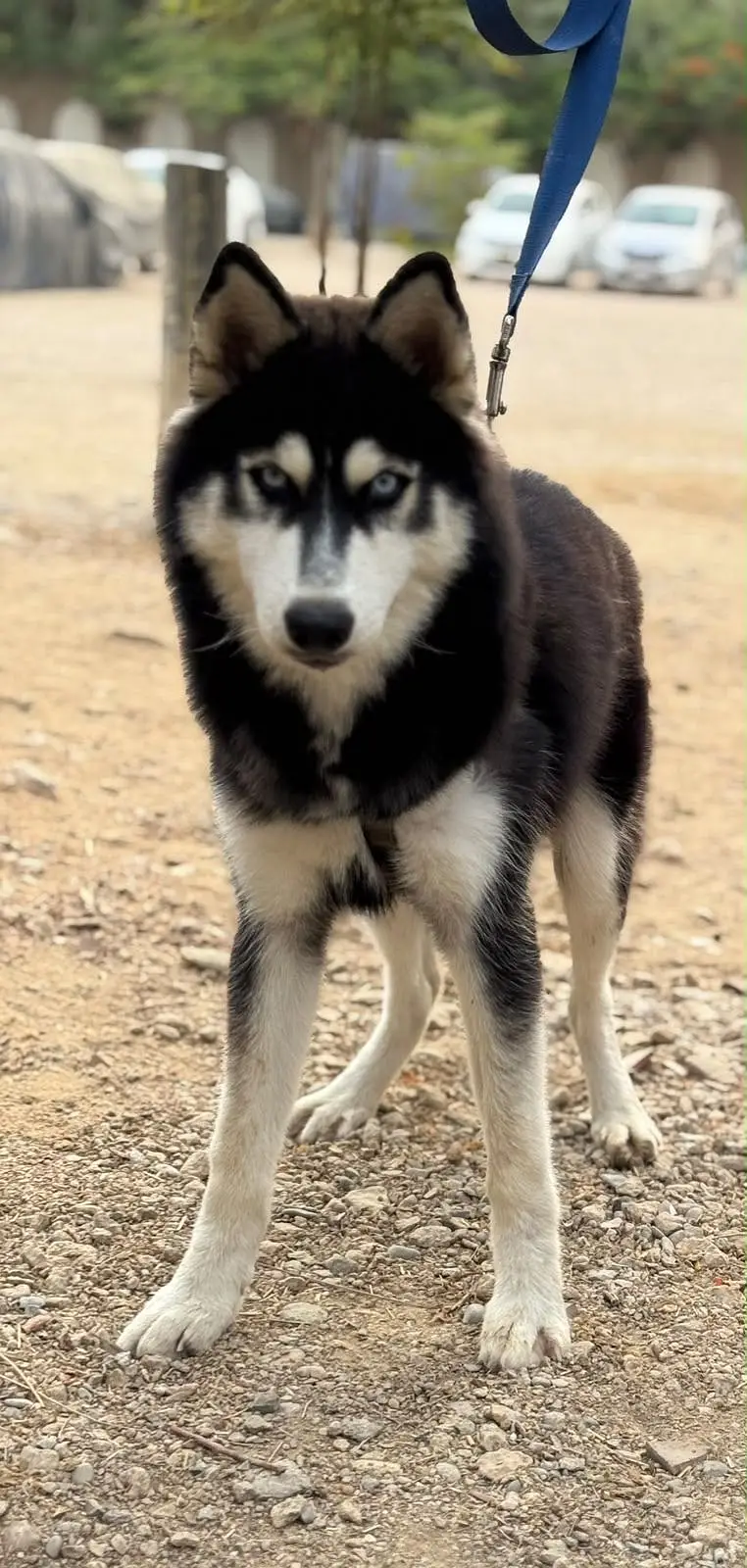 Husky Home Pet — photo 4