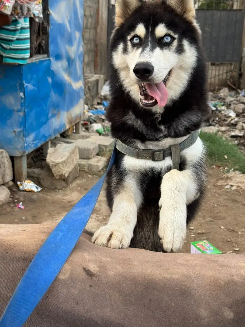 Husky Home Pet — photo 5
