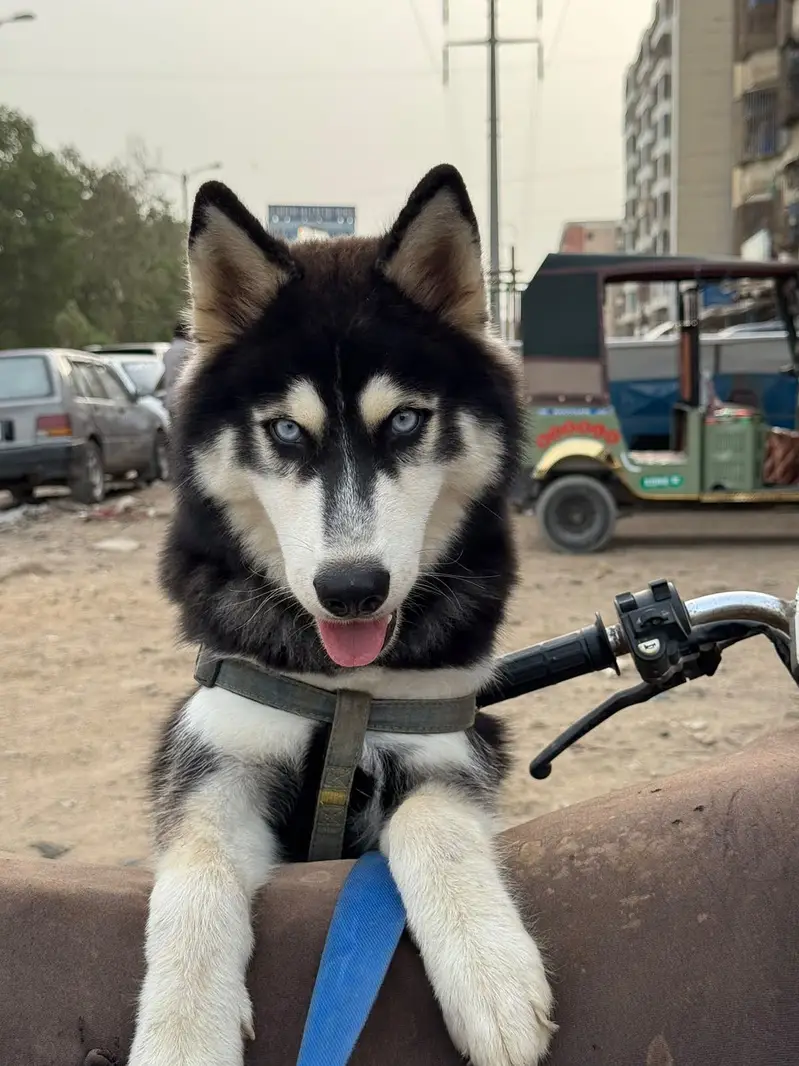 Husky Home Pet — photo 8