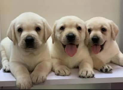 Labrador Retriever puppies 03139363417