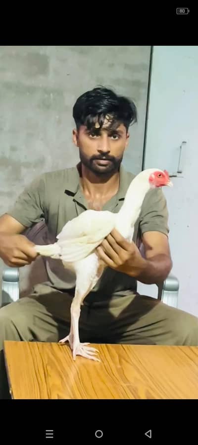 nice breed