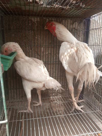 qundhari and Miyanwali piar