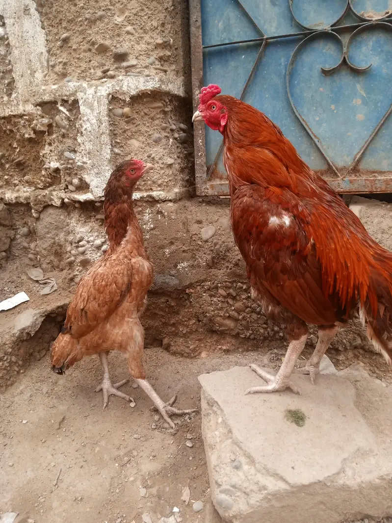 qundhari and Miyanwali piar — photo 2