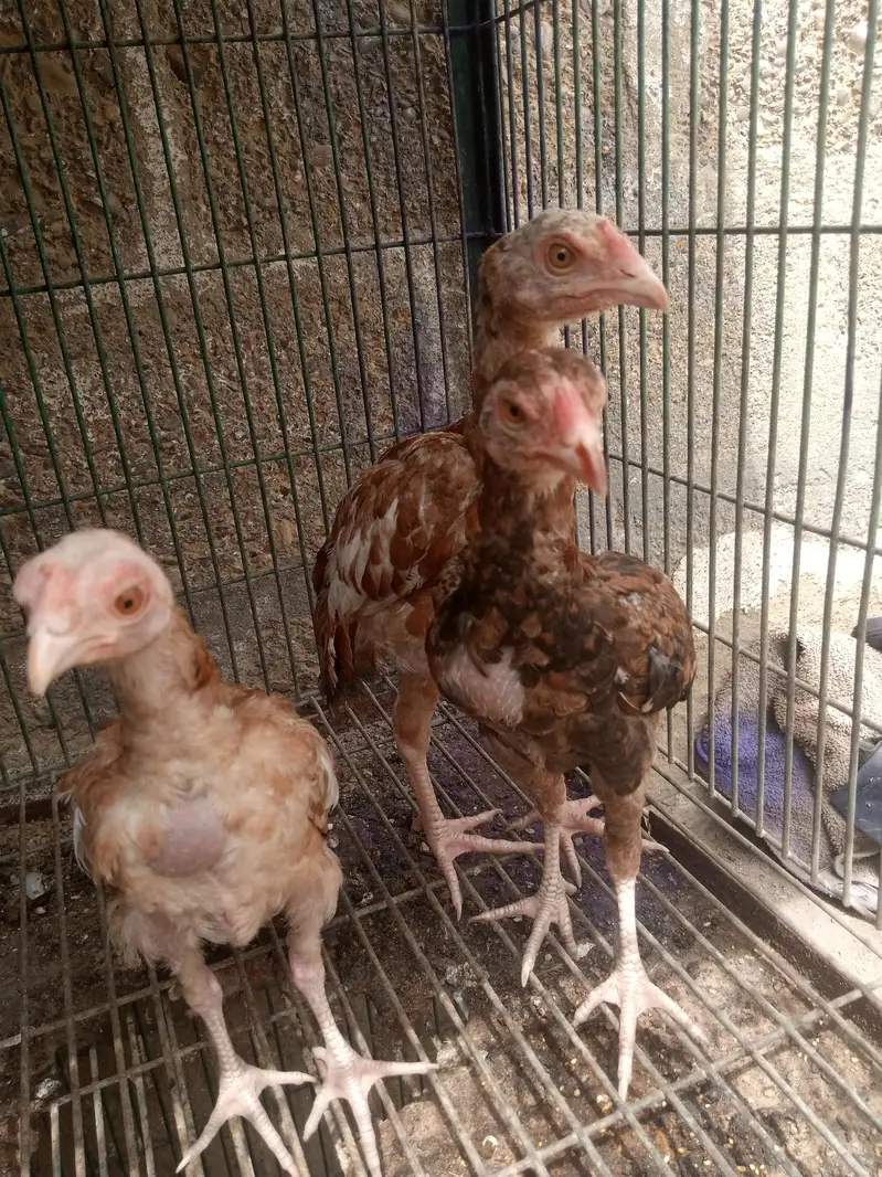 qundhari and Miyanwali piar — photo 3