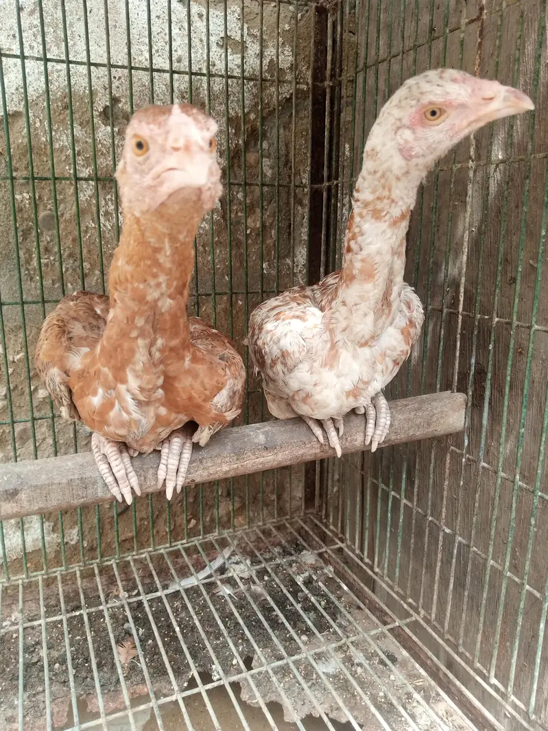 qundhari and Miyanwali piar — photo 4