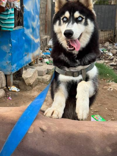 Husky Pet for sale