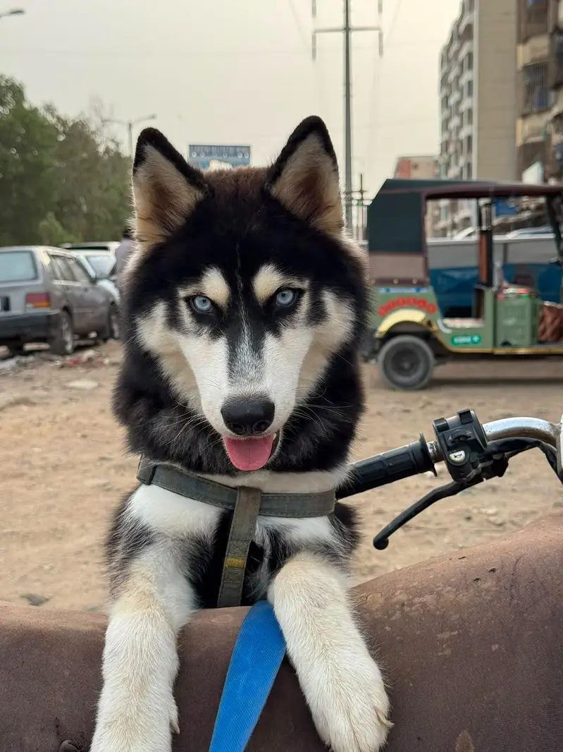 Husky Pet for sale — photo 2