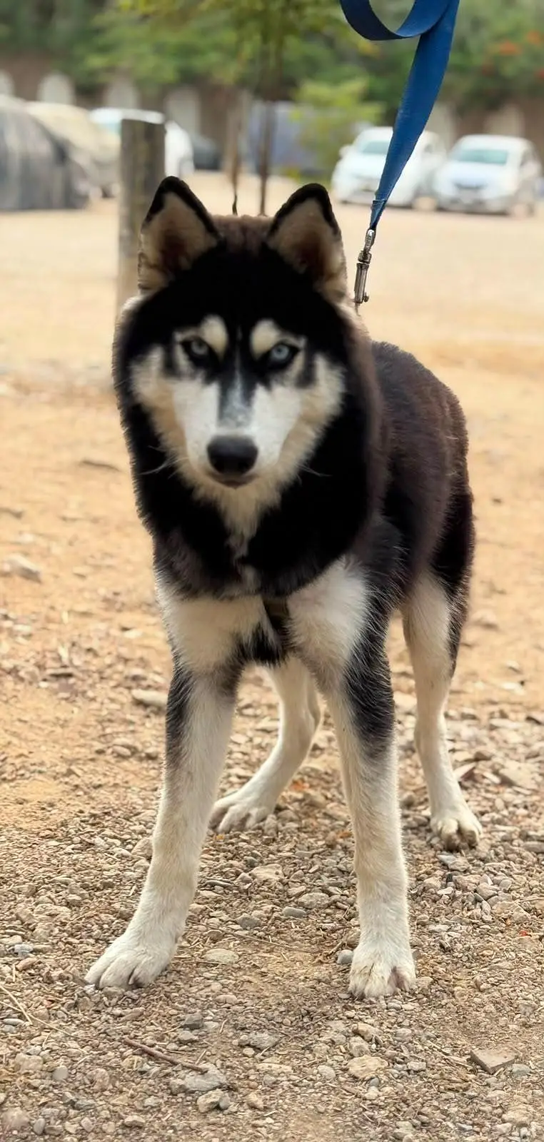Husky Pet for sale — photo 3