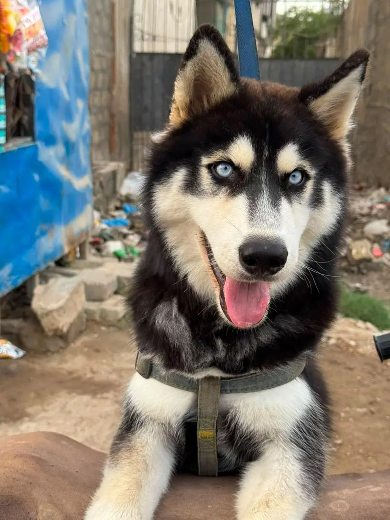 Husky Pet for sale — photo 4