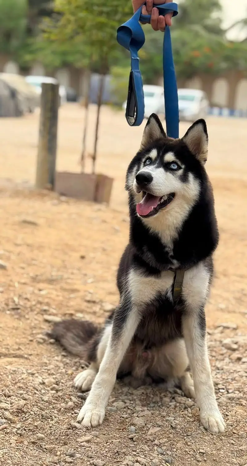 Husky Pet for sale — photo 5