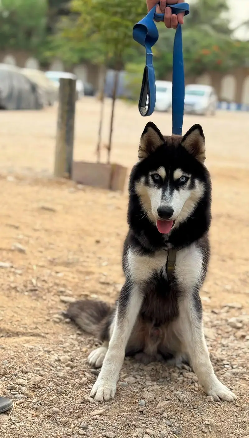 Husky Pet for sale — photo 6