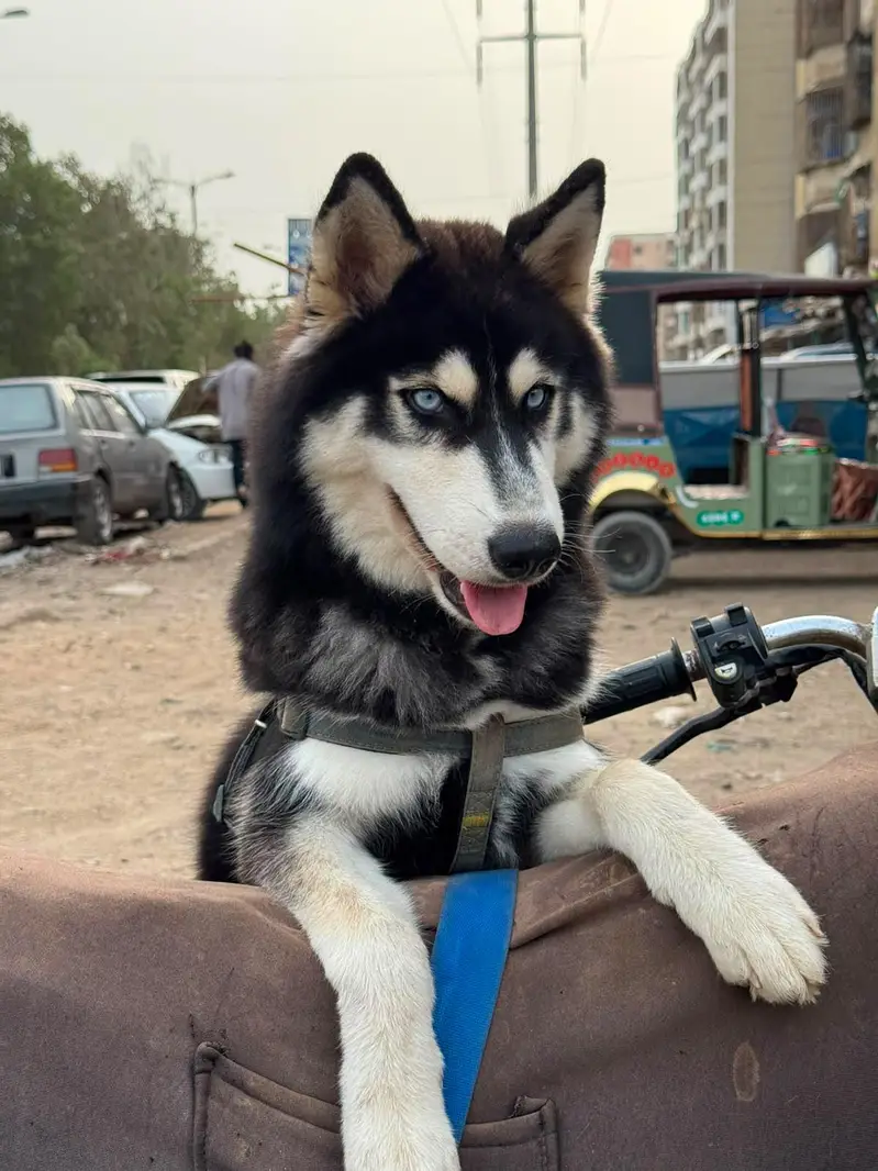 Husky Pet for sale — photo 7