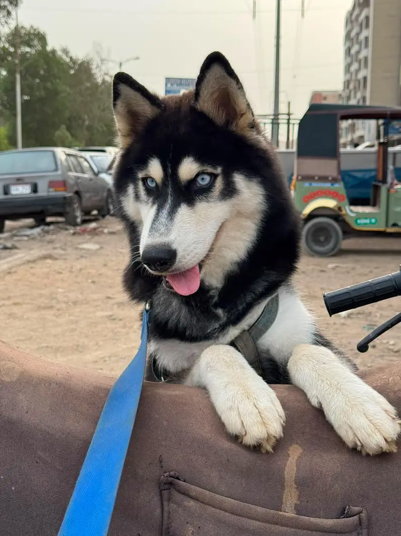 Husky Pet for sale — photo 8