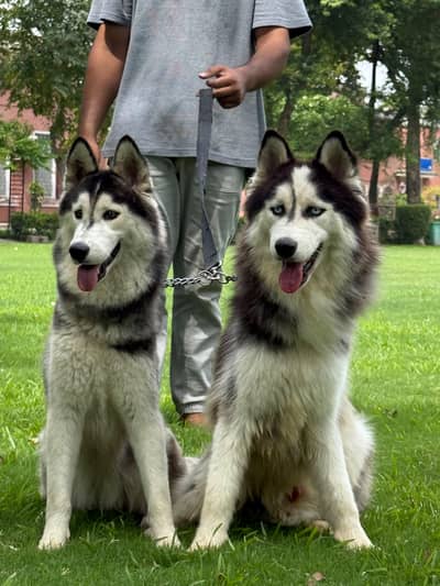 husky pair (wool coat)