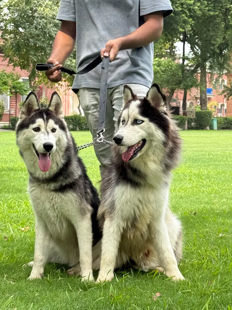 husky pair (wool coat) — photo 2