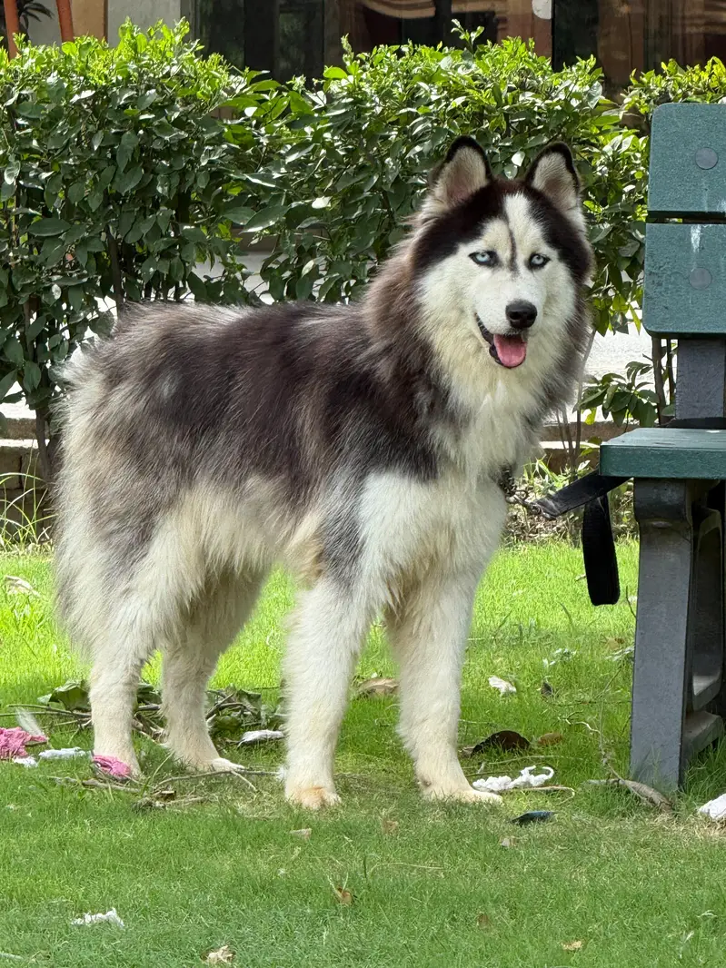 husky pair (wool coat) — photo 4