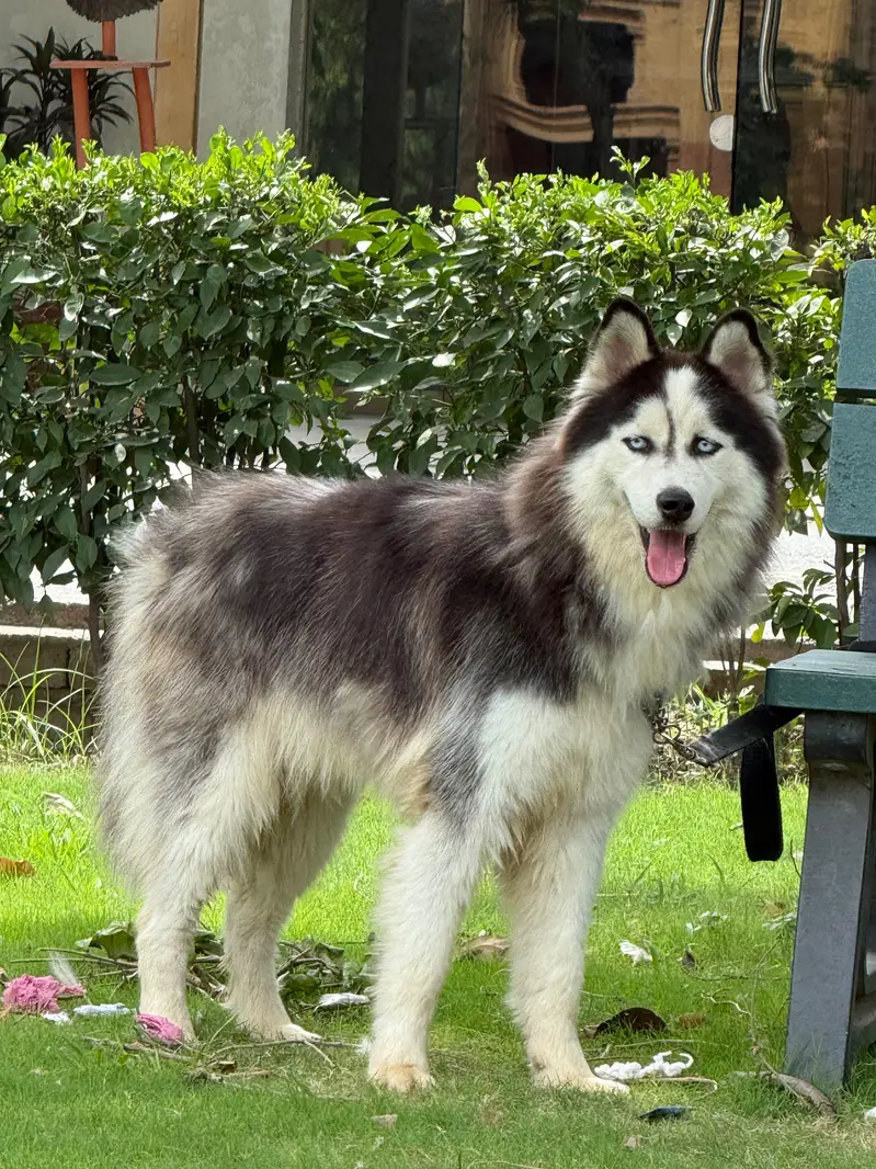 husky pair (wool coat) — photo 5