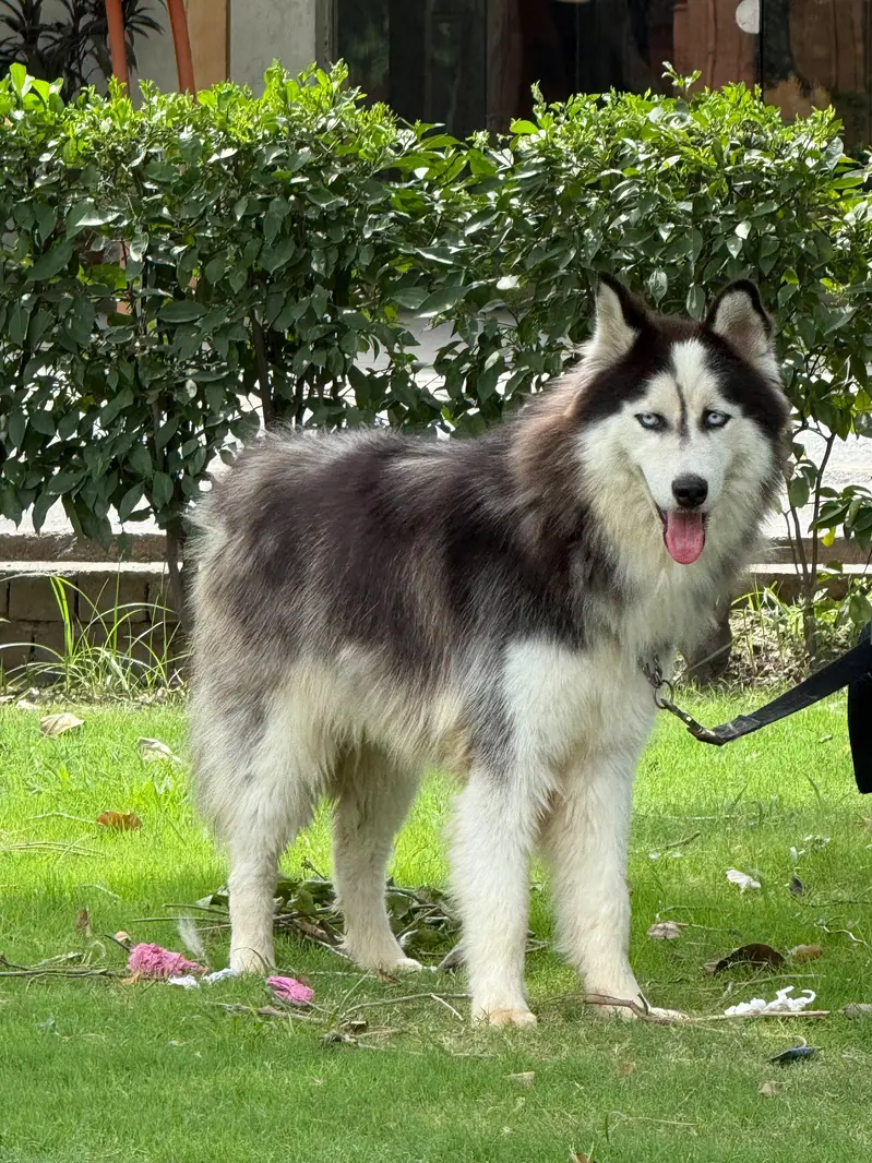husky pair (wool coat) — photo 6