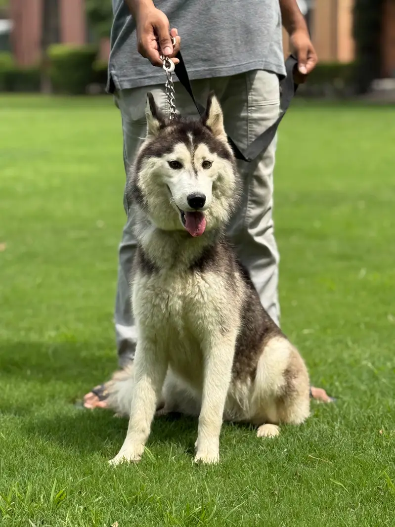 husky pair (wool coat) — photo 7