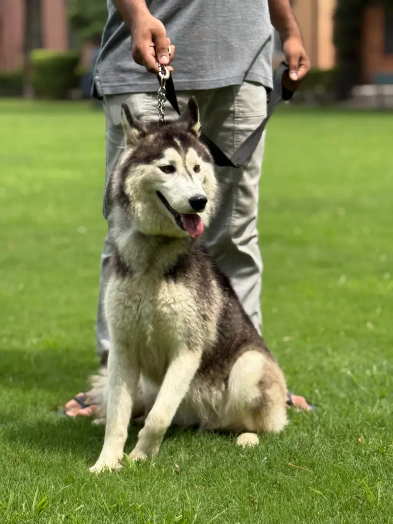 husky pair (wool coat) — photo 8