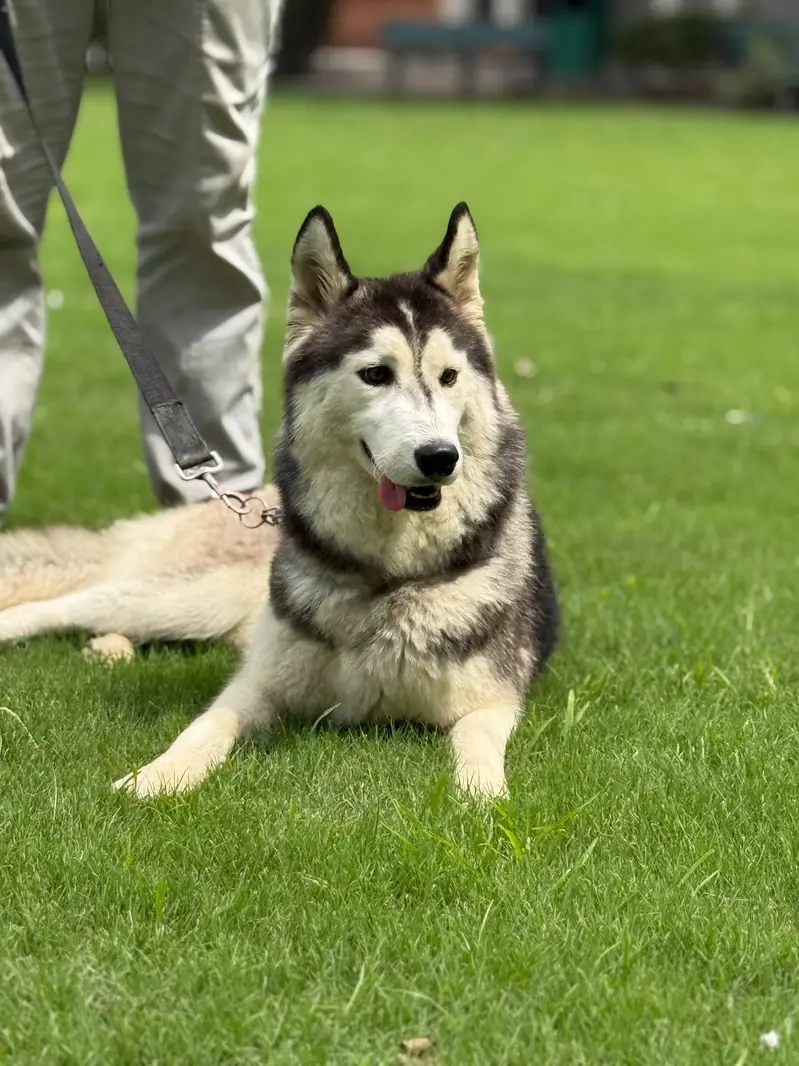 husky pair (wool coat) — photo 9