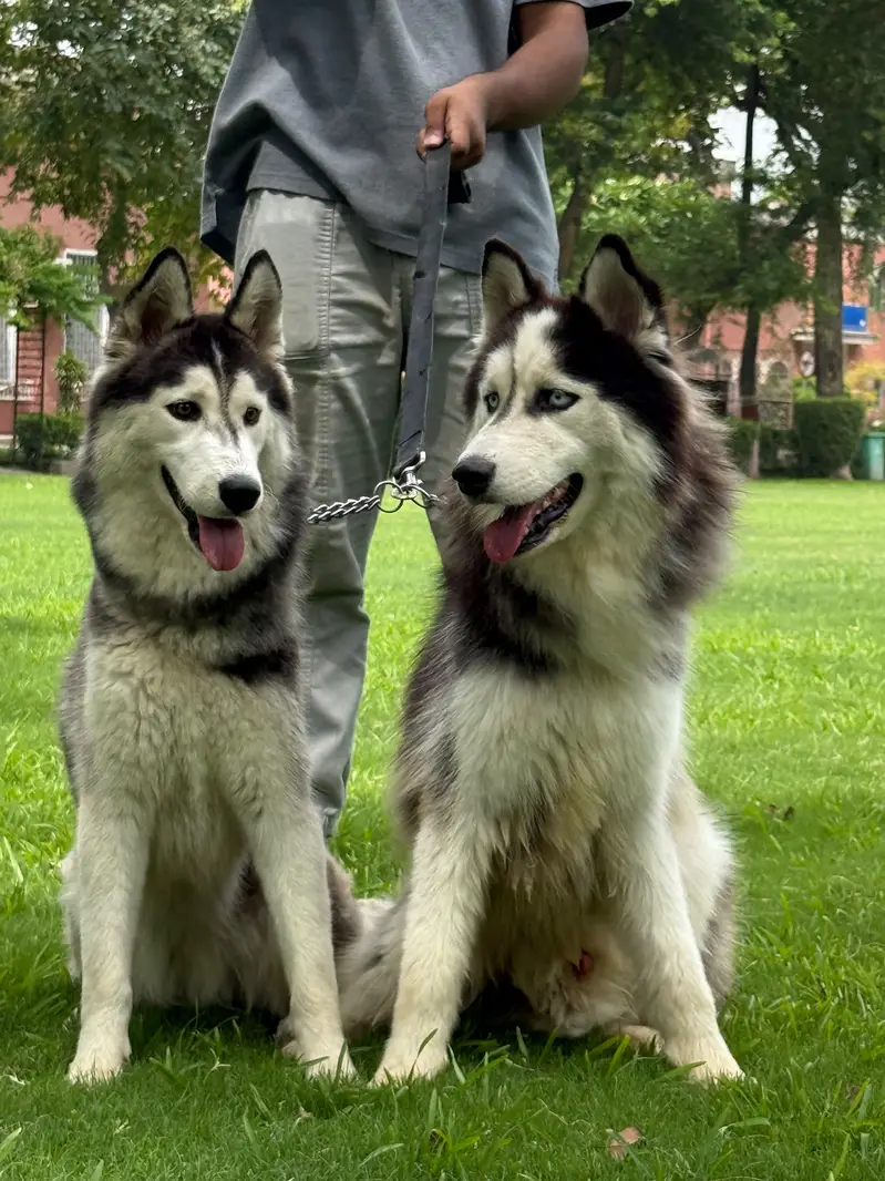 husky pair (wool coat) — photo 10