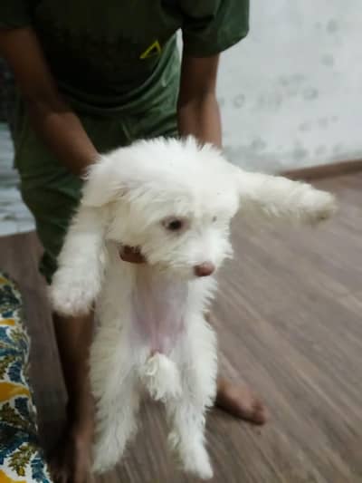 jiss bahi ko chahiye rabbta number 03128127213