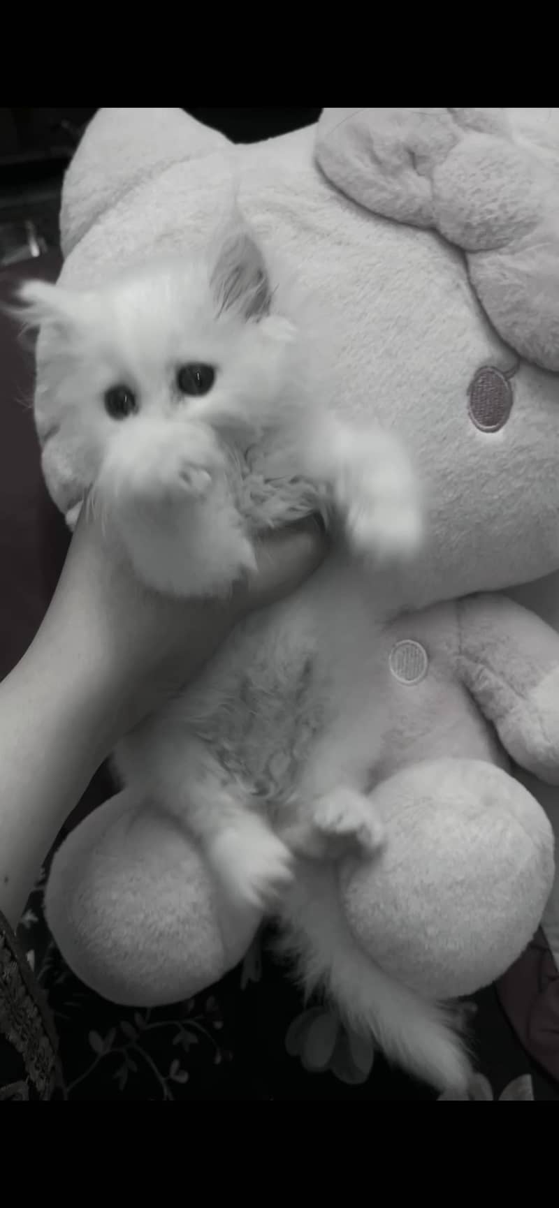 persian 1