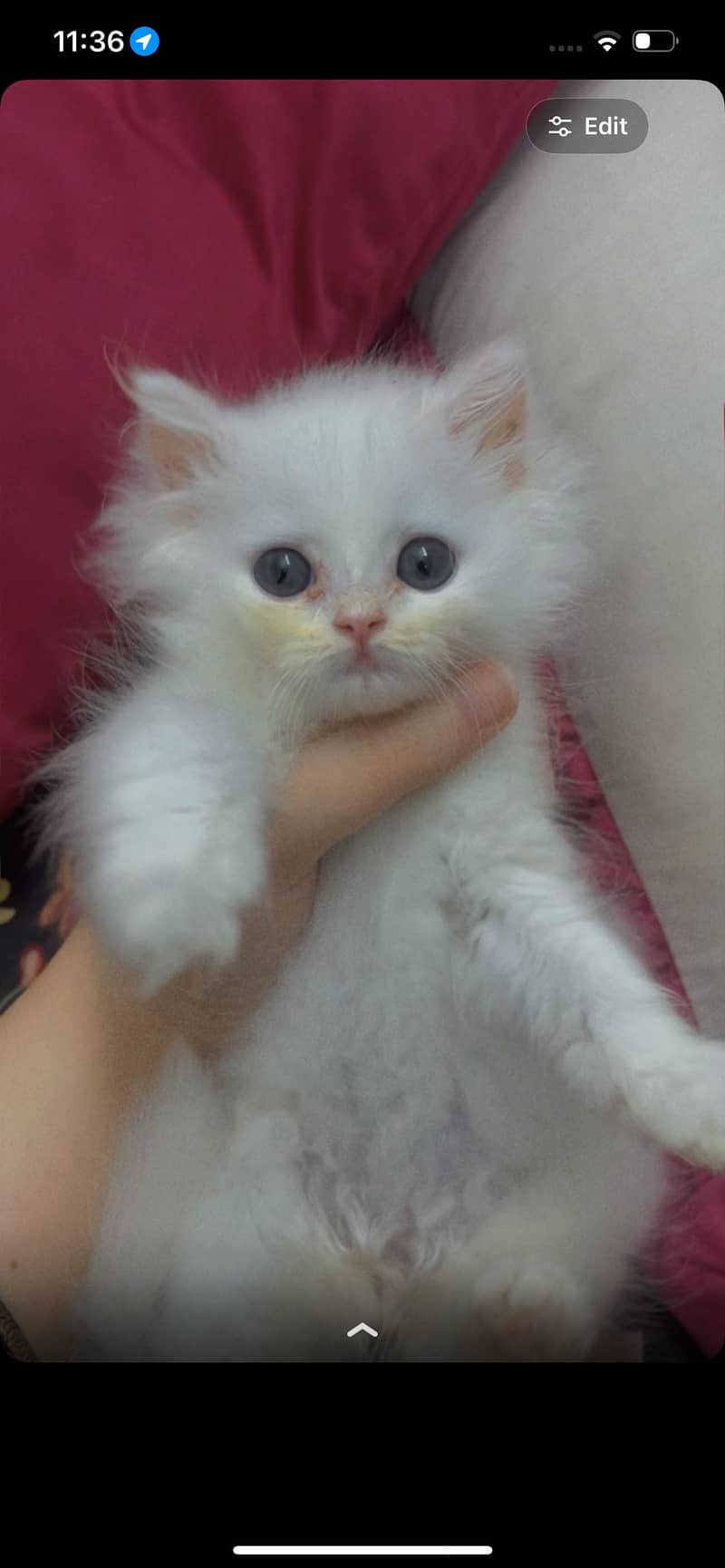 persian 3