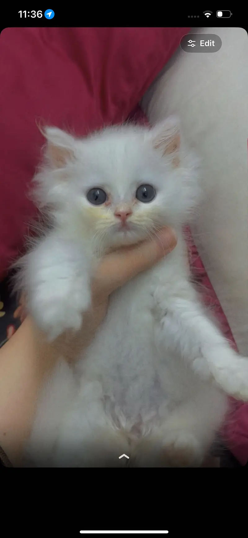 persian — photo 4