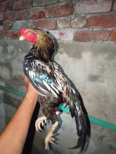 Aseel murga murgi