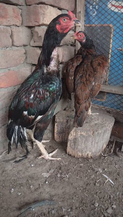 mianwali pair 4 chozy for sale