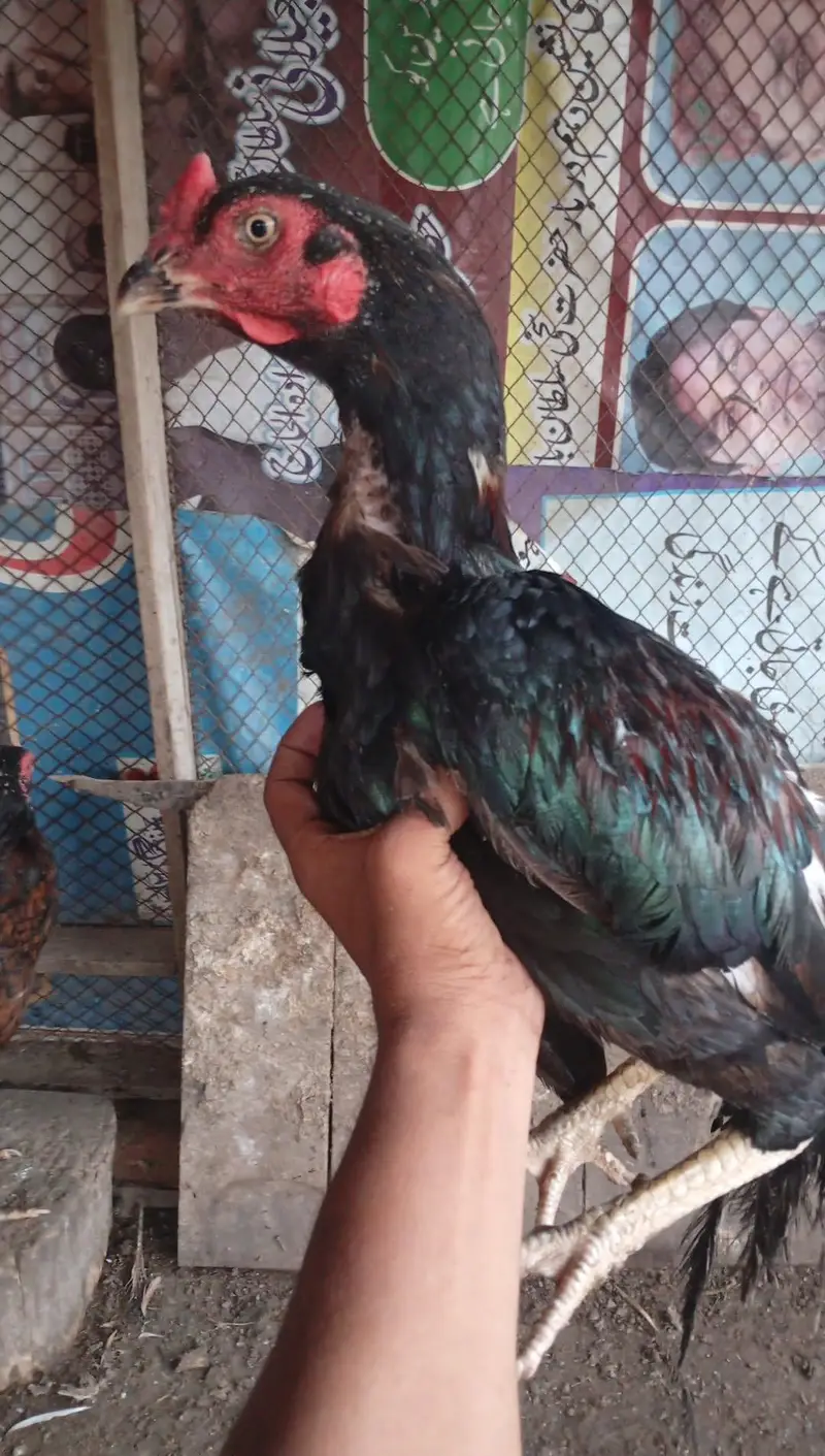 mianwali pair 4 chozy for sale — photo 2