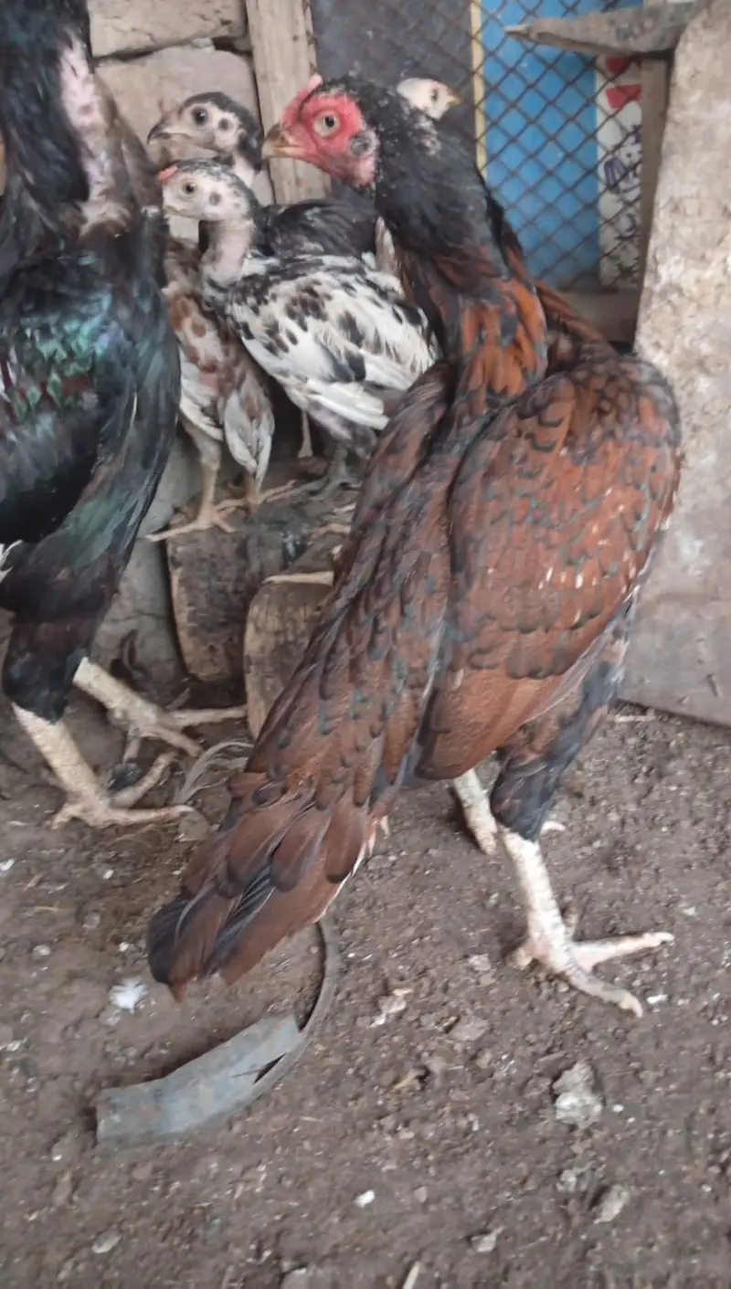 mianwali pair 4 chozy for sale — photo 3