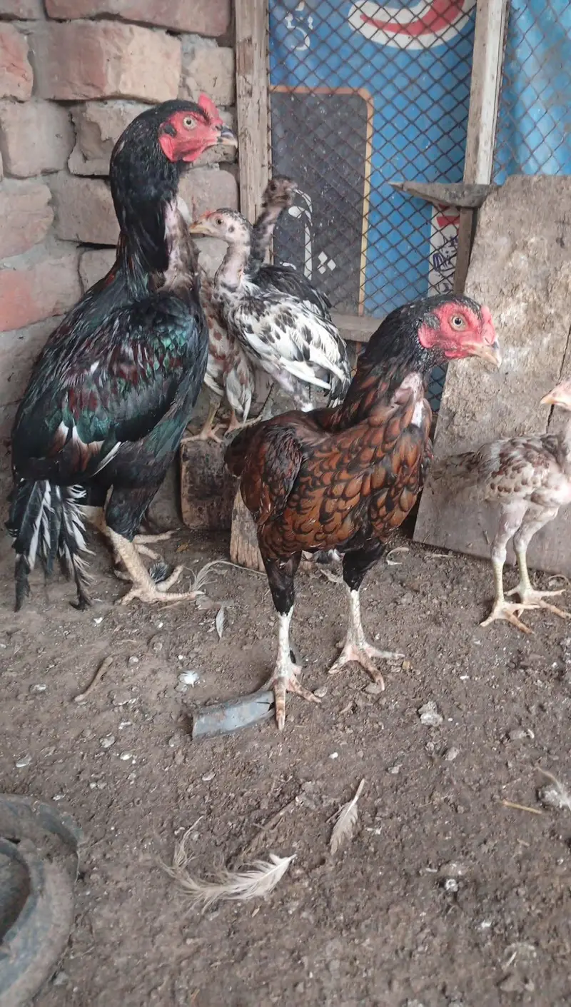 mianwali pair 4 chozy for sale — photo 4