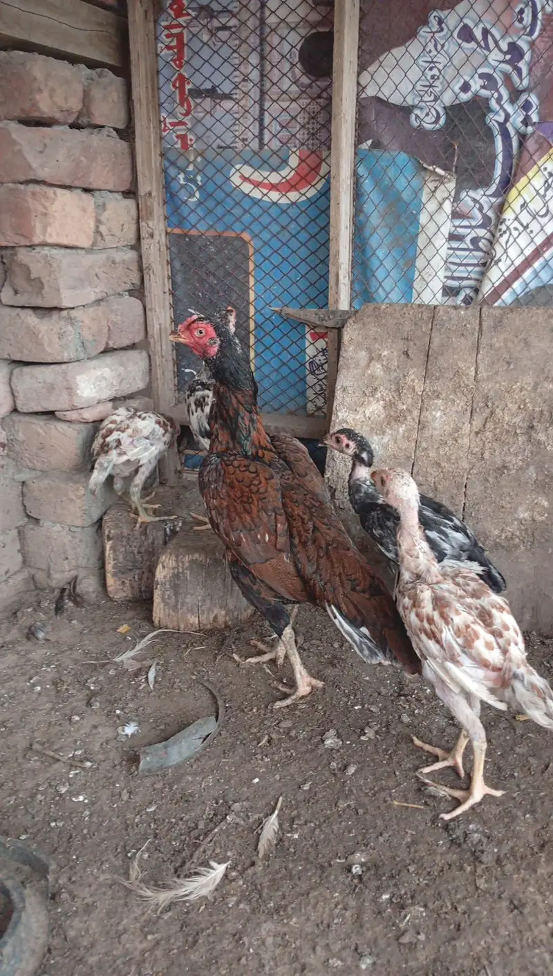 mianwali pair 4 chozy for sale — photo 6