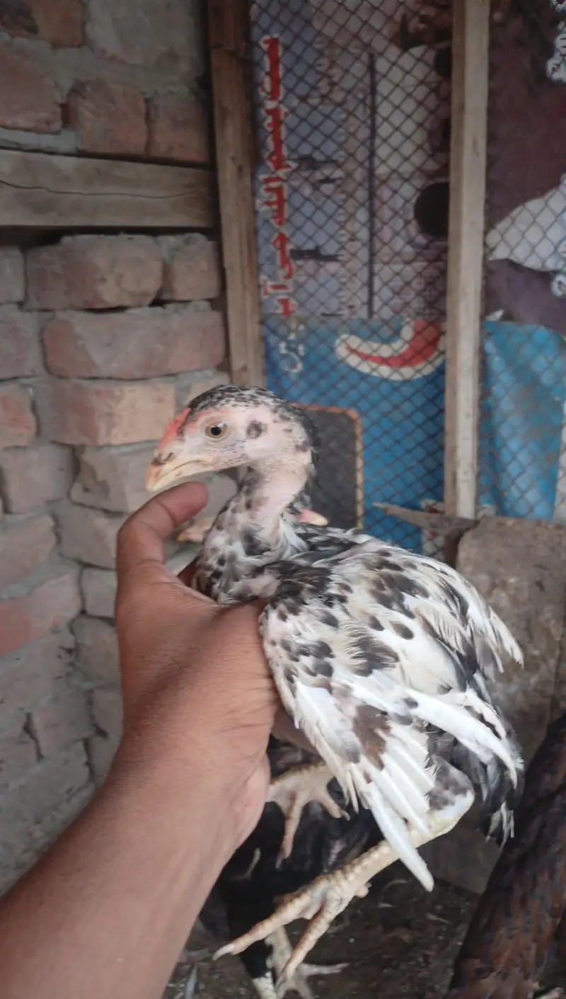 mianwali pair 4 chozy for sale — photo 7