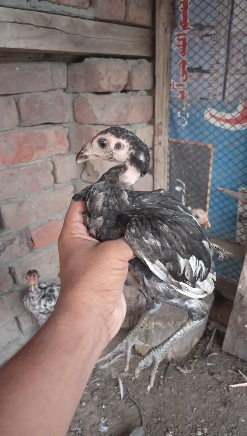 mianwali pair 4 chozy for sale — photo 8