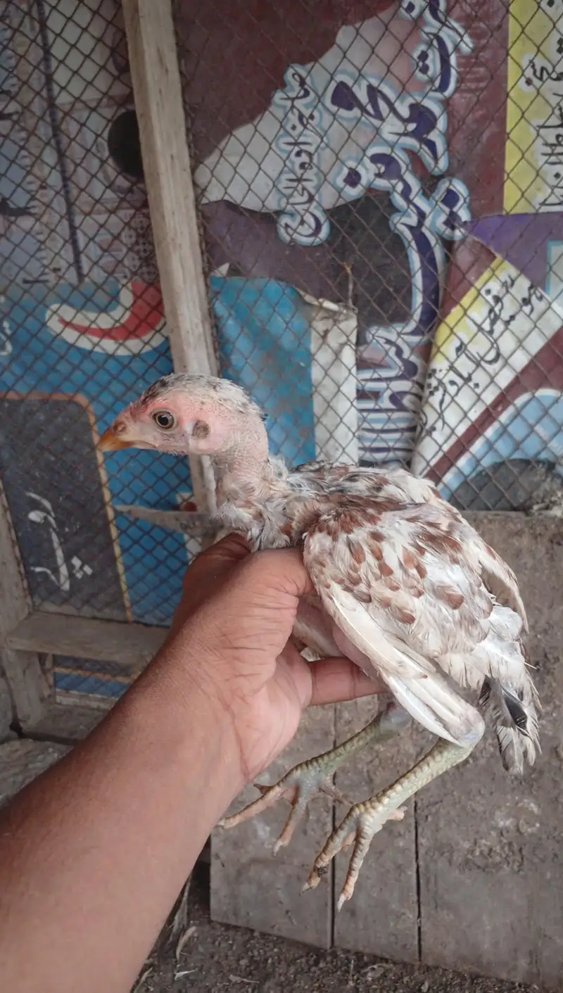 mianwali pair 4 chozy for sale — photo 9
