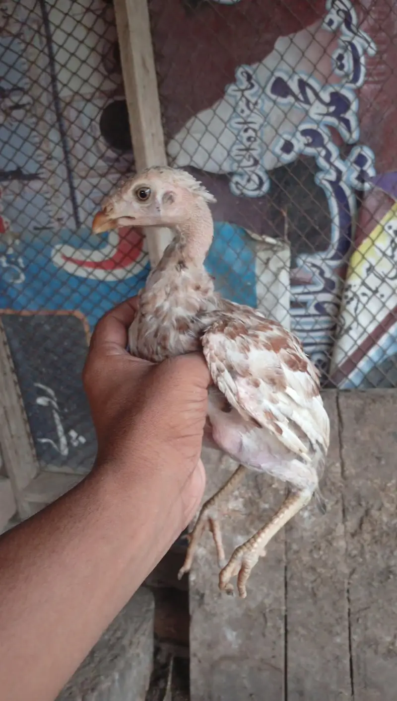 mianwali pair 4 chozy for sale — photo 10